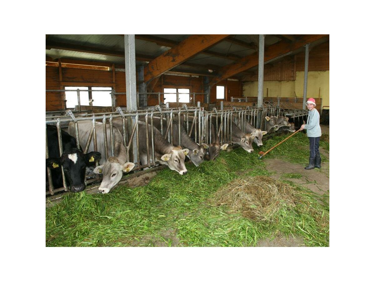 Apartment App. 4 - Apartment/Wohn-Schlafraum/Bad, WC - Outdoor photo 2