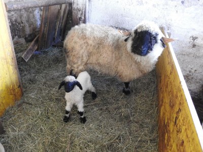 Apartment Appartement/Fewo, 3 Bäder, 3 Schlafräume - Outdoor photo 32