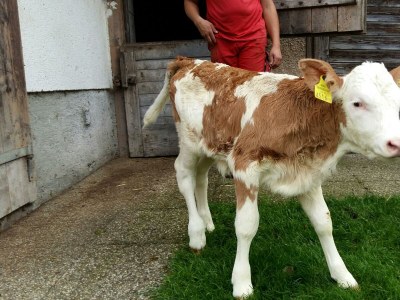 Apartment Appartement/Fewo, 3 Bäder, 3 Schlafräume - Outdoor photo 36