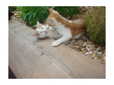 Apartment Appartement/Fewo, 3 Bäder, 3 Schlafräume - Outdoor photo 38