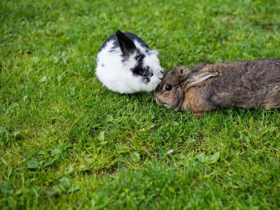 Apartment Appartement/Fewo, 3 Bäder, 3 Schlafräume - Outdoor photo 39