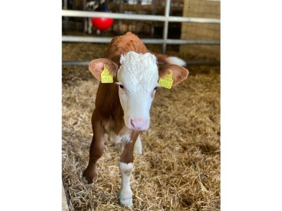 Apartment Stoder -  App./2 Schlafräume/Du., WC - Outdoor photo 16