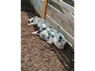 Apartment Appartement im Erdgeschoss - Outdoor photo 55