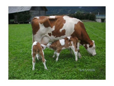 Apartment App. Therese - Wohn-Schlafraum, Dusche, WC - Outdoor photo 7