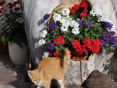 Apartment App. Therese - Wohn-Schlafraum, Dusche, WC - Outdoor photo 8