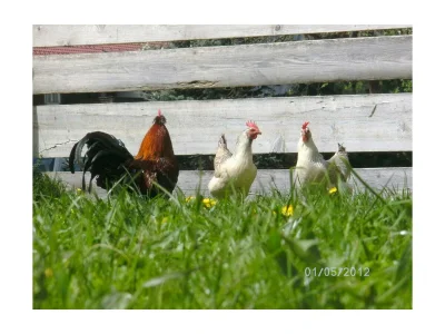 Apartment App. Therese - Wohn-Schlafraum, Dusche, WC - Outdoor photo 9