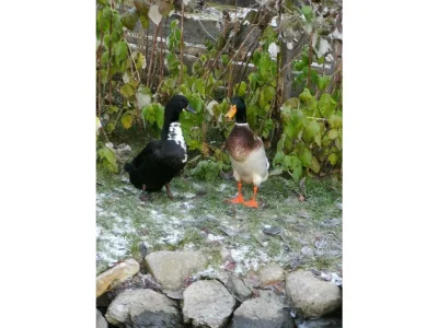 Apartment App. Therese - Wohn-Schlafraum, Dusche, WC - Outdoor photo 12