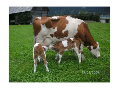 Apartment Ferienhaus Johann - 2 Schlafräume, Bad, 2 sep. WC - Outdoor photo 7