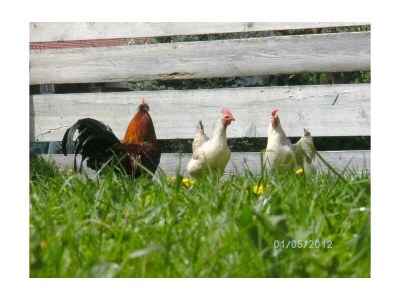 Apartment Ferienhaus Johann - 2 Schlafräume, Bad, 2 sep. WC - Outdoor photo 9