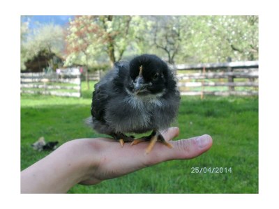 Apartment Ferienhaus Johann - 2 Schlafräume, Bad, 2 sep. WC - Outdoor photo 10