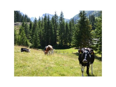 Holiday room Nr. 3 - Doppelzimmer mit Dusche, WC - Outdoor photo 15