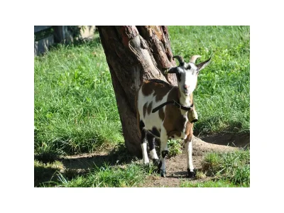 Apartment Apartment/1 Schlafraum/Dusche, WC - Outdoor photo 9