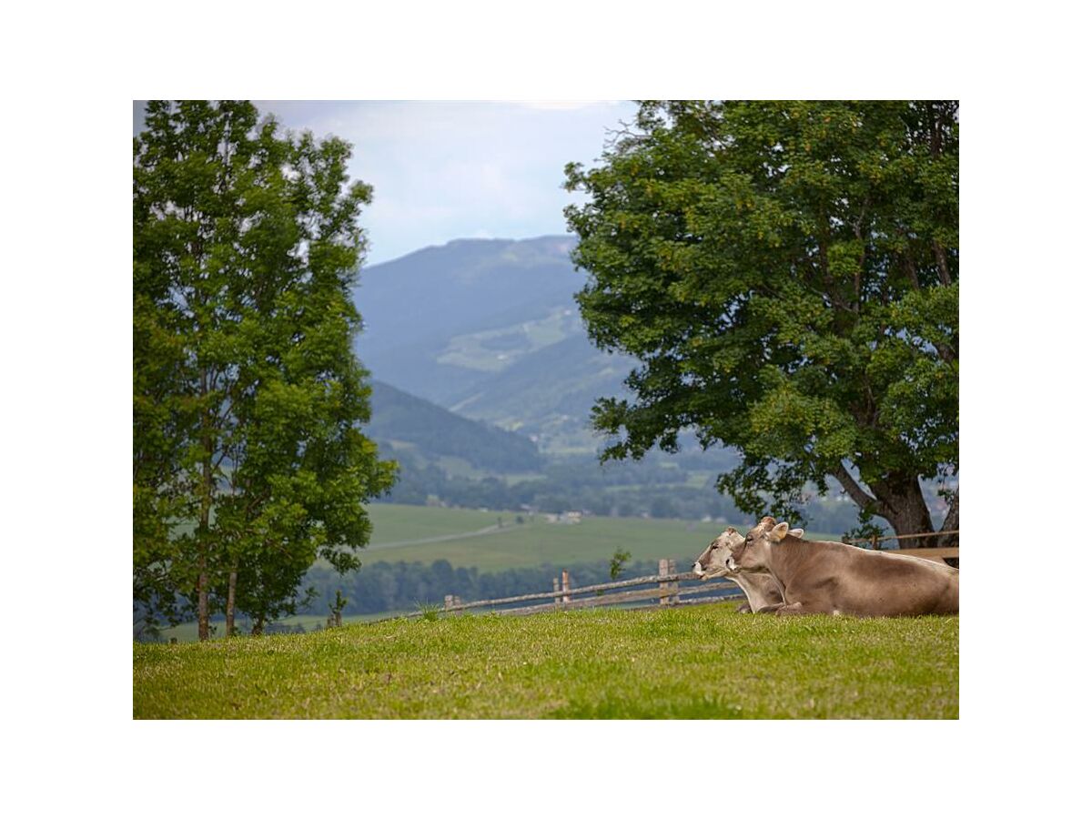 Apartment Appartement Stoderzinken - Outdoor photo 4