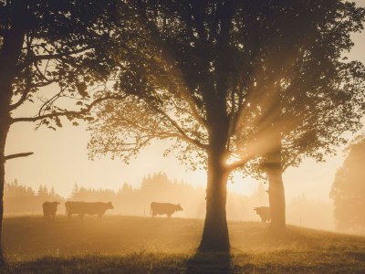 Apartment Romantikchalet NATUR (Kurzbucherrate) - Outdoor photo 35
