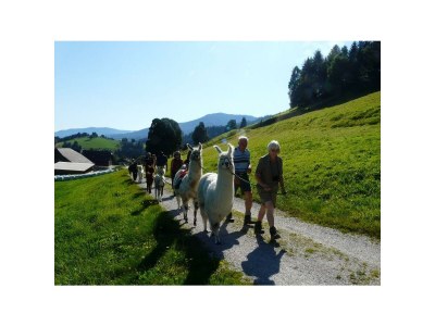 Holiday room "Grimmingblick" - Familienzimmer mit Dusche, WC - Outdoor photo 37