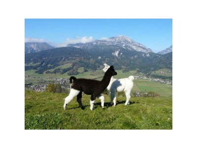 Holiday room "Grimmingblick" - Familienzimmer mit Dusche, WC - Outdoor photo 40