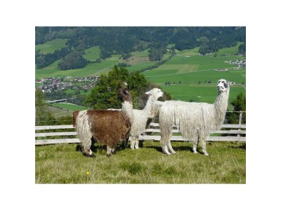 Holiday room Stoderblick - DZ mit Dusche, WC - Outdoor photo 47