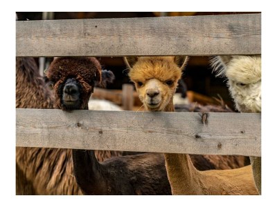 Apartment Ferienhaus Klausnerhof - 4 Schlafzimmer, 4 Bäder - Outdoor photo 48
