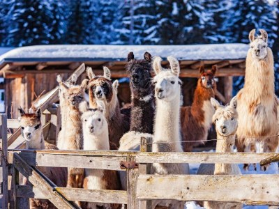 Apartment Ferienhaus Klausnerhof - 4 Schlafzimmer, 4 Bäder - Outdoor photo 51
