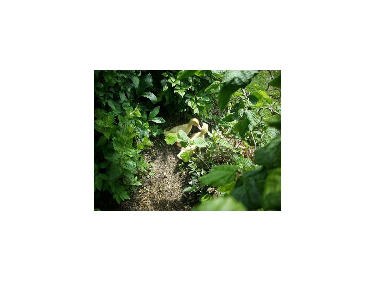 Apartment Typ A - App., Wohn-Schlafraum, Dusche, WC - Outdoor photo 4