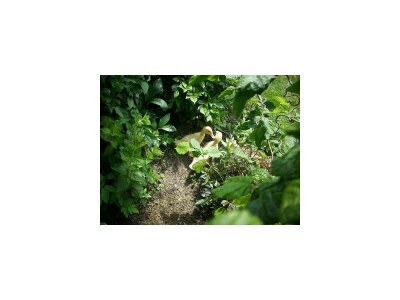 Apartment Typ A - App., Wohn-Schlafraum, Dusche, WC - Outdoor photo 4