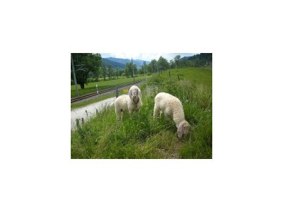 Apartment Typ A - App., Wohn-Schlafraum, Dusche, WC - Outdoor photo 6