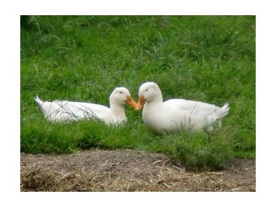 Apartment Typ A - App., Wohn-Schlafraum, Dusche, WC - Outdoor photo 7