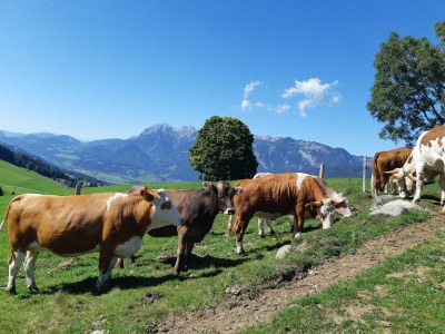 Apartment Ferienhaus 1 - 2 Schlafzimmer, Bad, WC separat - Outdoor photo 7