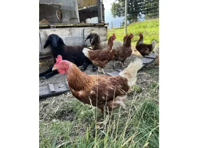 Apartment Ferienhaus 1 - 2 Schlafzimmer, Bad, WC separat - Outdoor photo 17