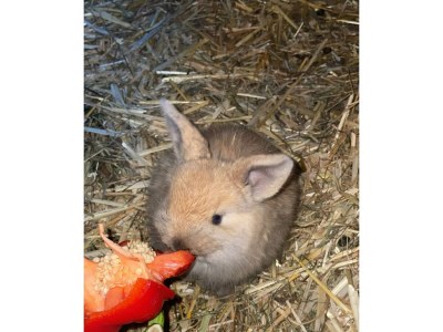 Apartment Ferienhaus 1 - 2 Schlafzimmer, Bad, WC separat - Outdoor photo 18