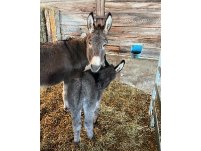Apartment Ferienhaus 1 - 2 Schlafzimmer, Bad, WC separat - Outdoor photo 20
