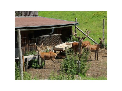 Apartment App. Dachstein - 2 Schlafräume, Dusche, WC - Outdoor photo 35
