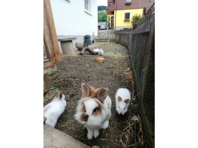 Apartment Ferienwohnung *Kammblick* - Outdoor photo 35