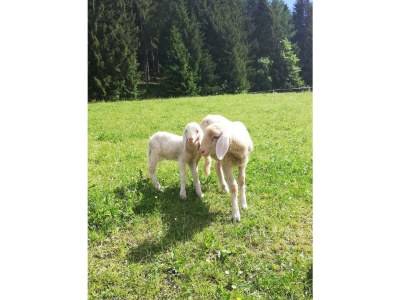 Apartment Ferienwohnung *Kammblick* - Outdoor photo 41