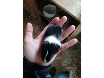 Apartment Ferienwohnung *Kammblick* - Outdoor photo 52