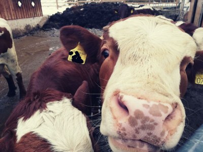 Apartment Ferienwohnung *Kammblick* - Outdoor photo 64