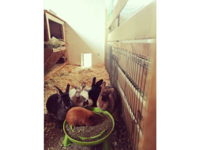 Apartment Ferienwohnung *Kammblick* - Outdoor photo 65