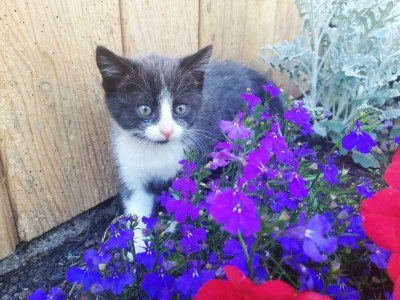 Apartment Ferienwohnung *Grimmingblick* - Outdoor photo 10