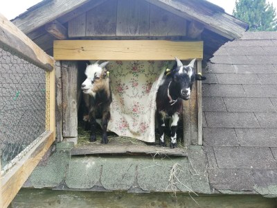 Apartment Ferienwohnung *Grimmingblick* - Outdoor photo 28