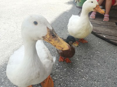 Apartment Ferienwohnung *Grimmingblick* - Outdoor photo 30