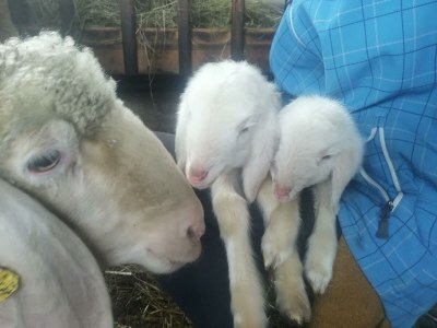 Apartment Ferienwohnung *Grimmingblick* - Outdoor photo 66