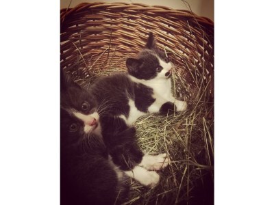 Apartment Ferienwohnung *Grimmingblick* - Outdoor photo 67