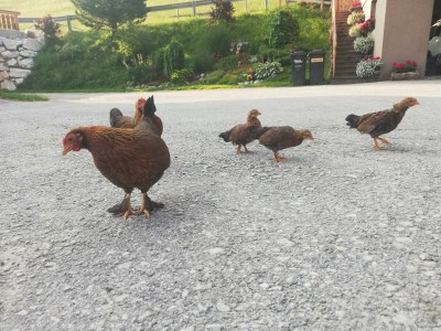 Apartment Ferienwohnung *Grimmingblick* - Outdoor photo 68