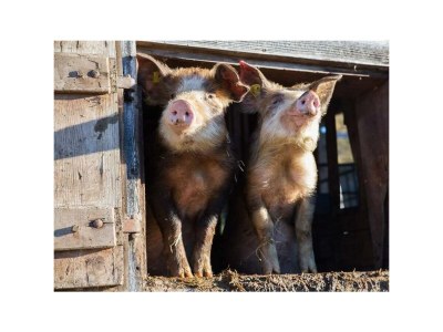 Apartment Apartment 1 - Outdoor photo 35