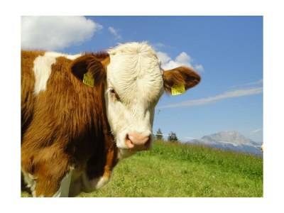 Apartment Ferienwohnung Himbeere - Outdoor photo 11