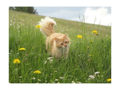 Apartment Ferienwohnung Himbeere - Outdoor photo 19