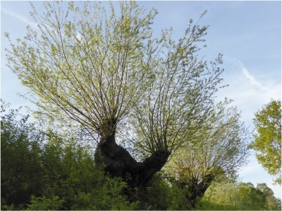 Holiday house in Mölln - Environment photo 20