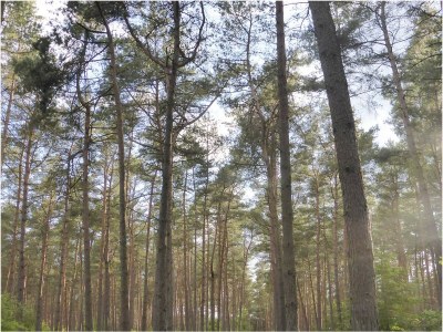 Holiday house in Mölln - Environment photo 21