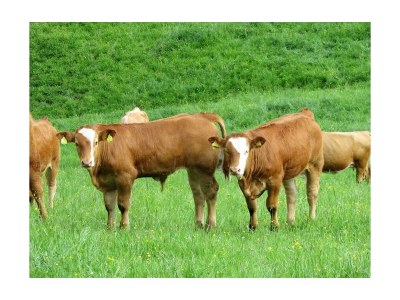 Apartment Ferienwohnung "Zirbenstube" - Outdoor photo 9