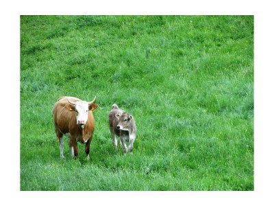 Apartment Ferienwohnung "Zirbenstube" - Outdoor photo 15